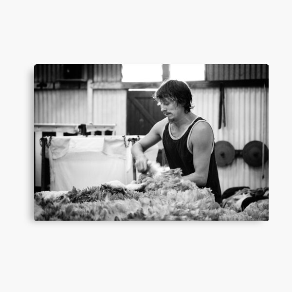 Shearing #11 ... Clifton Farm , Dumbleyung Canvas Print