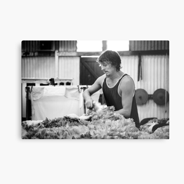 Shearing #11 ... Clifton Farm , Dumbleyung Metal Print
