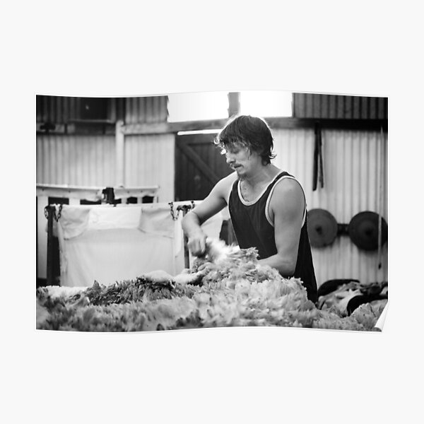 Shearing #11 ... Clifton Farm , Dumbleyung Poster