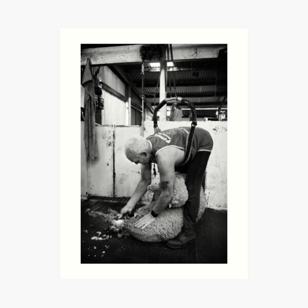 Shearing #12 ... Clifton Farm , Dumbleyung Art Print