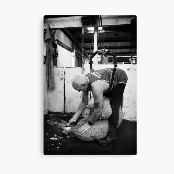 Shearing #12 ... Clifton Farm , Dumbleyung Canvas Print
