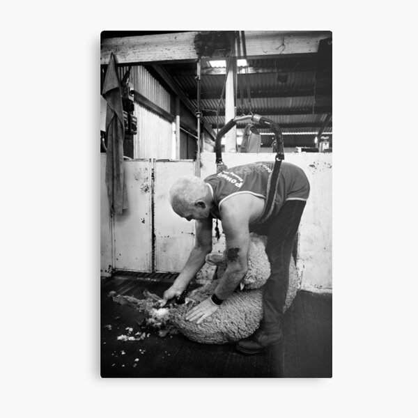 Shearing #12 ... Clifton Farm , Dumbleyung Metal Print