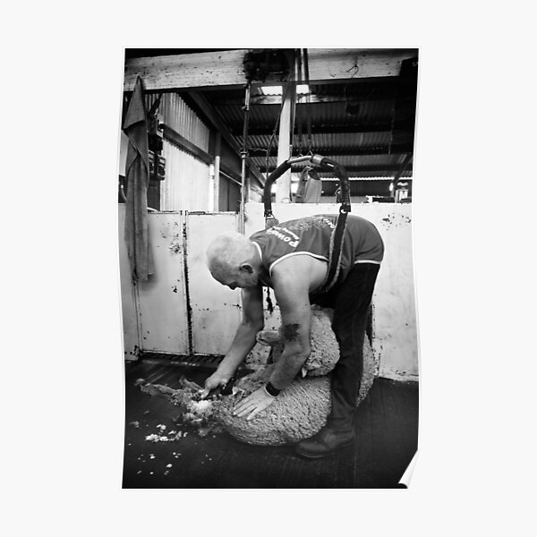 Shearing #12 ... Clifton Farm , Dumbleyung Poster