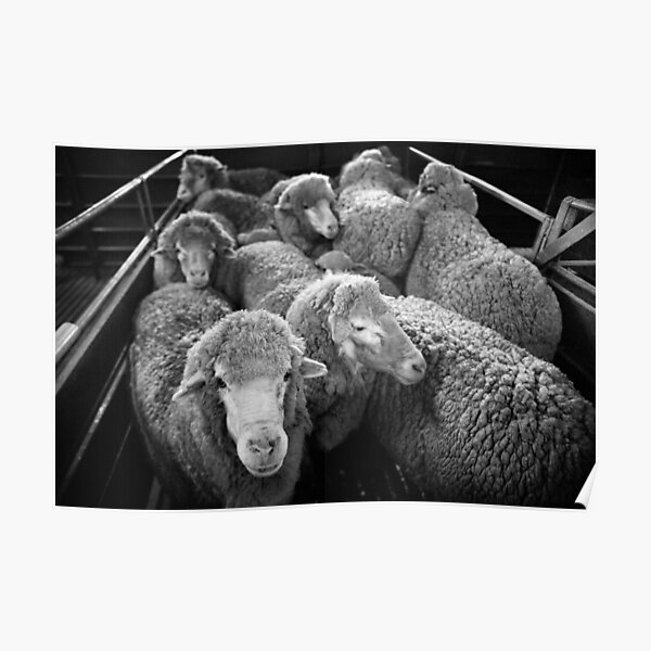 Shearing #20 ... Clifton Farm , Dumbleyung Poster
