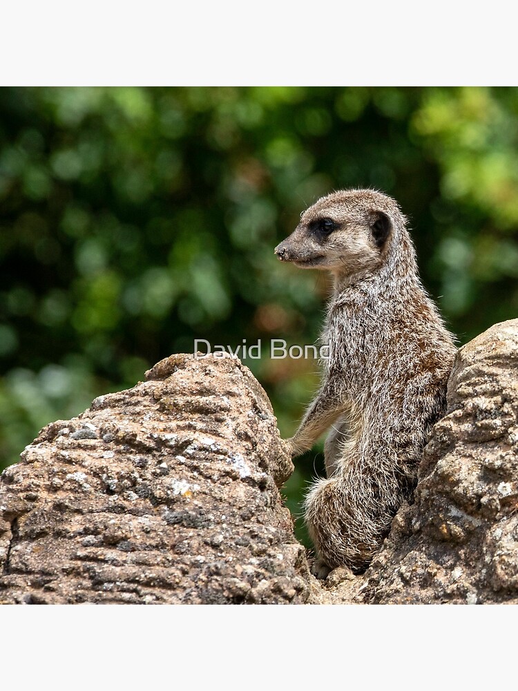 Meerkat on Lookout by DaveBond