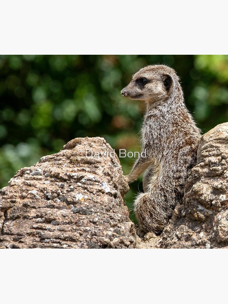 Meerkat on Lookout by DaveBond