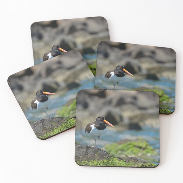 Item preview, American Oystercatcher  designed and sold by ShorelineImages.