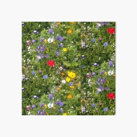Blumenwiese Galeriedruck