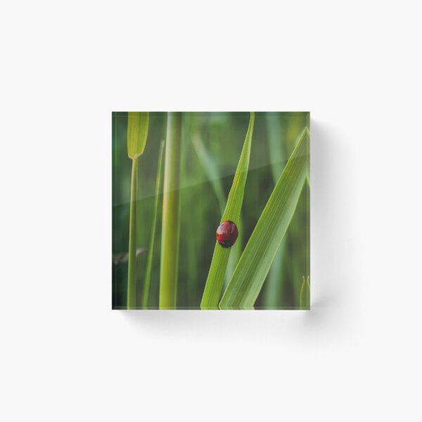 Item preview, Ladybug in the grass designed and sold by masked-ivan.