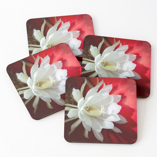 Item preview, White blooming cactus designed and sold by Zina Stromberg.