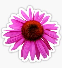 Pink Echinacea 2 Sticker