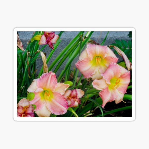 Item preview, Lovely Lilies designed and sold by Shulie1.
