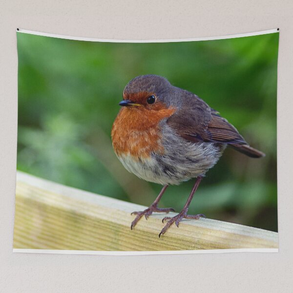 Item preview, Robin en una valla designed and sold by HazelWright.