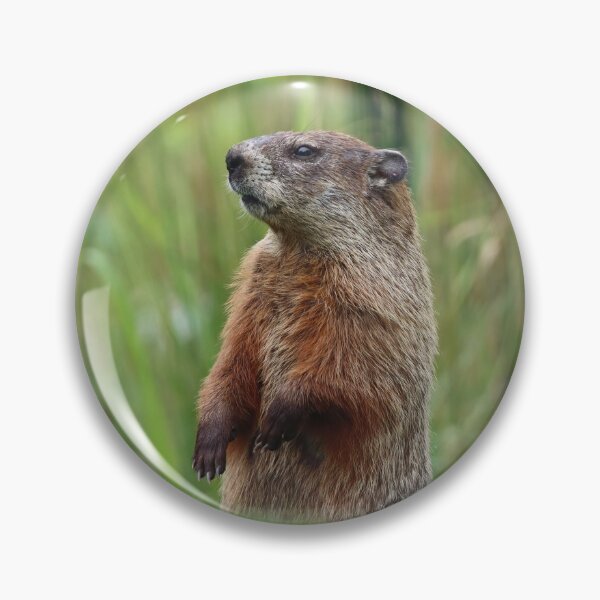 Item preview, Backyard Woodchuck designed and sold by LisaNaturePhoto.