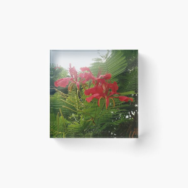 Item preview, Flamboyant Flowers designed and sold by wildgem101.