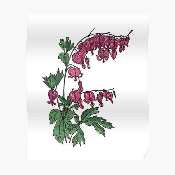 Bleeding heart with leaves Poster