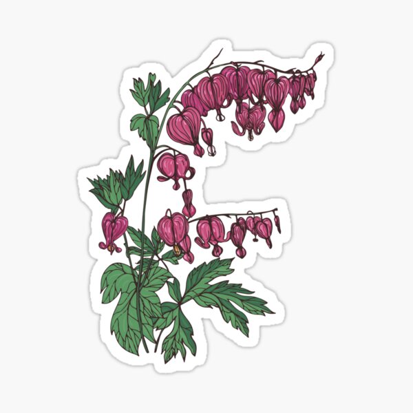 Bleeding heart with leaves Sticker