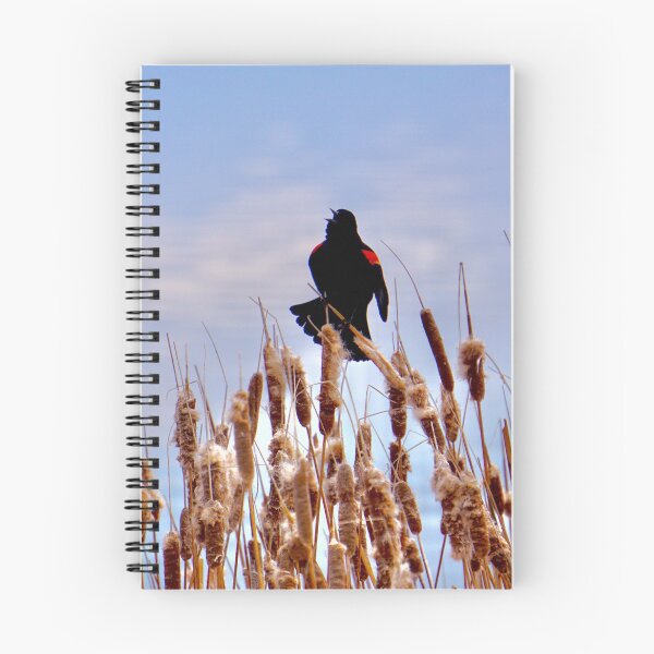 Item preview, Red-winged Blackbird Perched Atop Cattails designed and sold by cfinntastic.