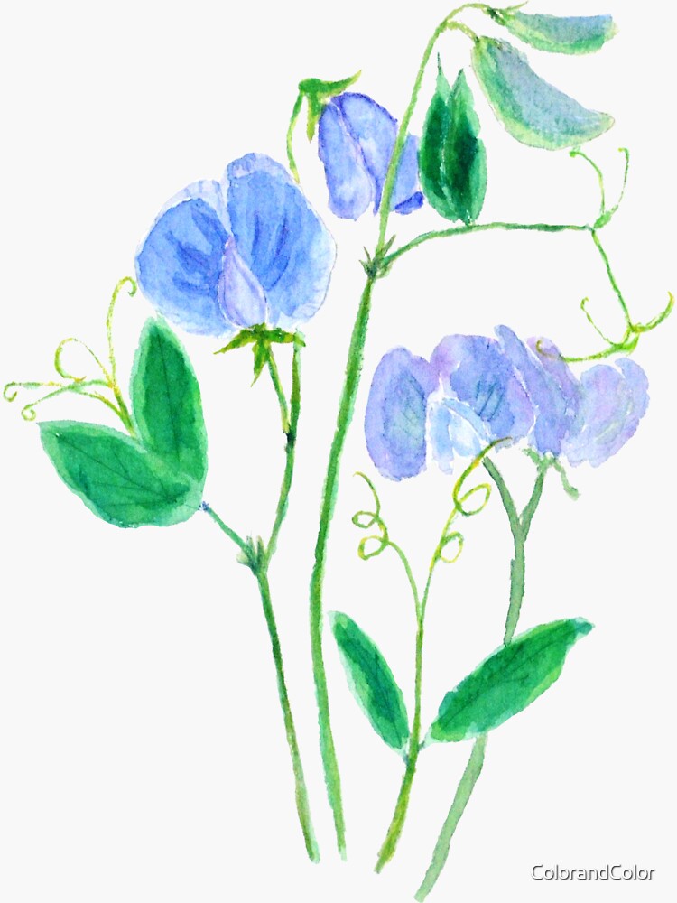 "blue sweet peas flowers watercolor painting " Sticker for Sale by