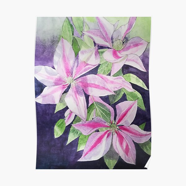 Pink purple clematis watercolour painting Poster