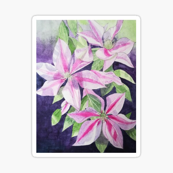 Pink purple clematis watercolour painting  Sticker