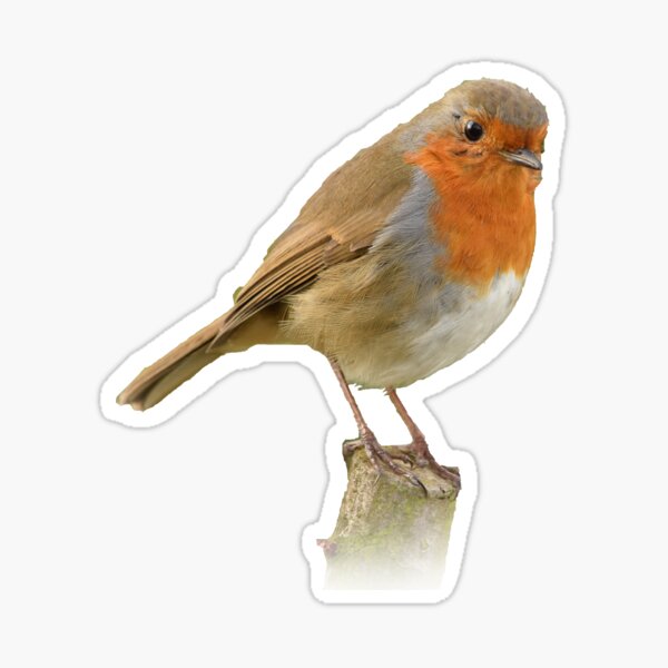 Item preview, Cute Bird designed and sold by InterestingImag.