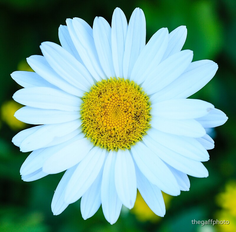 "Golden Marguerite Daisy" by thegaffphoto Redbubble