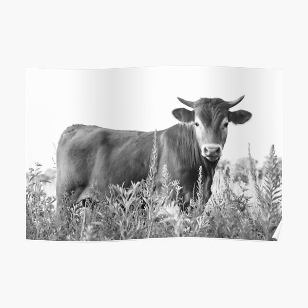 Moo Cow in the Flowers Poster