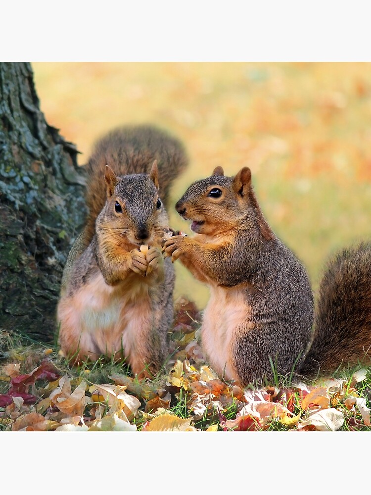 "Squirrel Talk" Throw Pillow for Sale by littlecritters Redbubble