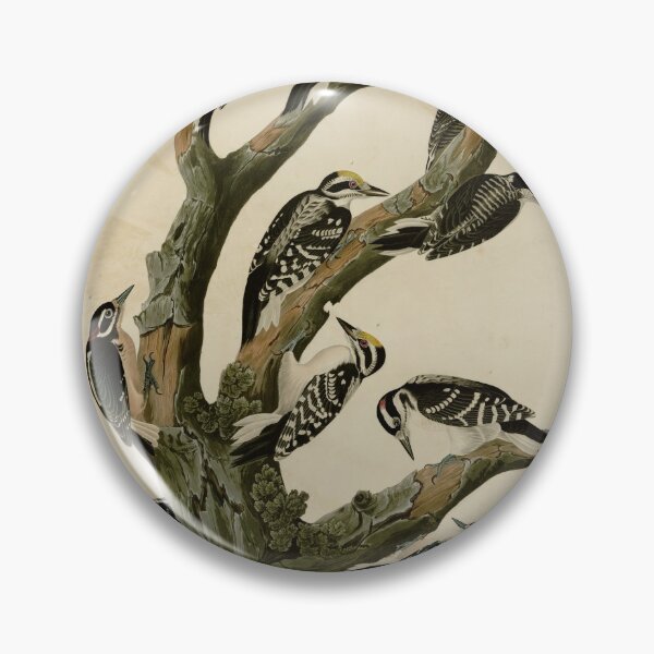 Item preview, 417 I. Maria's Woodpecker 2. Three toed Woodpecker 3. Phillips' Woodpecker 4. Canadian Woodpecker 5. Harris's Woodpecker 6. Audubon's Woodpecker designed and sold by Bird-Lore.