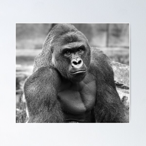 Item preview, Harambe designed and sold by ii3d.