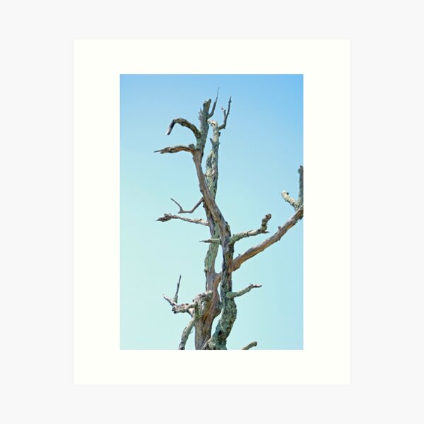 Item preview, Bare Tree designed and sold by Carolyn Ricks.