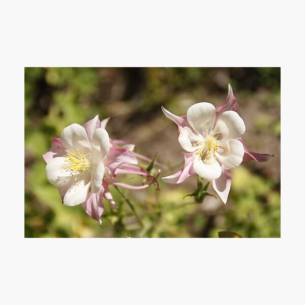 Columbine Photographic Print