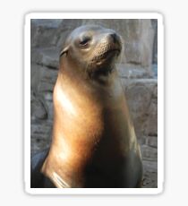 Stoic Sea Lion Sticker