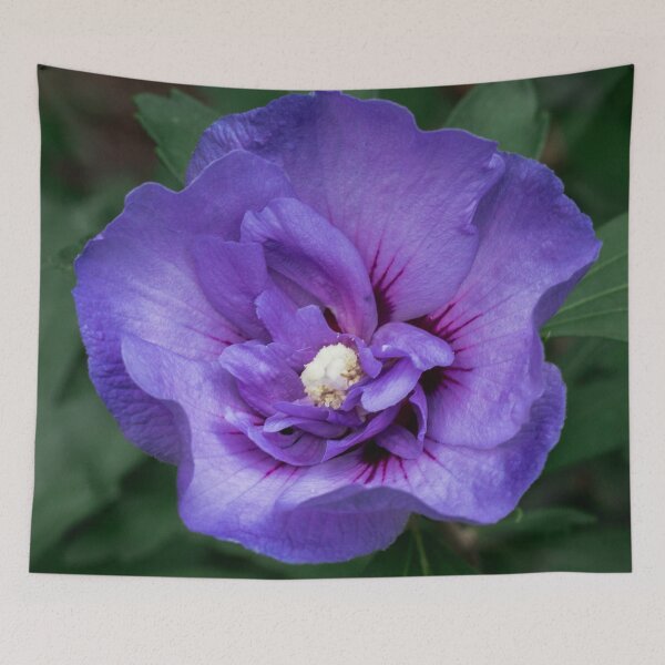 Item preview, Purple Rose-of-Sharon in full bloom designed and sold by Michael Deemer.