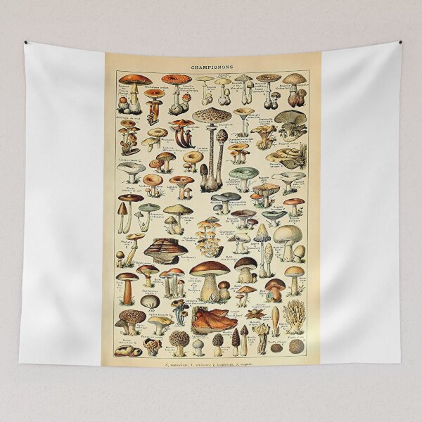 Item preview, Beauty Mushrooms Champignons Poster designed and sold by losepkarl.