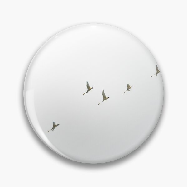 Item preview, Swan refers to the bird of the Goose family (scientific name: Cygnus). It is a swimming bird. It is a national second-level protected animal designed and sold by zenger2021.