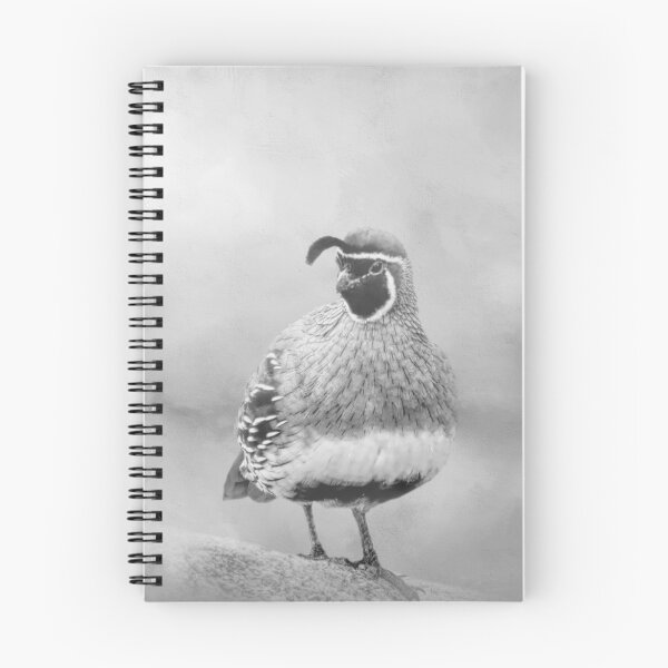 Item preview, Beautiful Male Gambel's Quail BW designed and sold by Elisabeth Lucas.