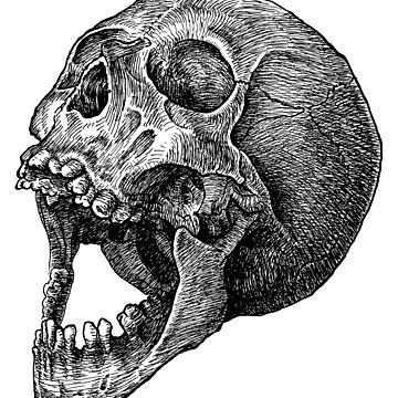 Artwork thumbnail, Joy Skull! by silusUK