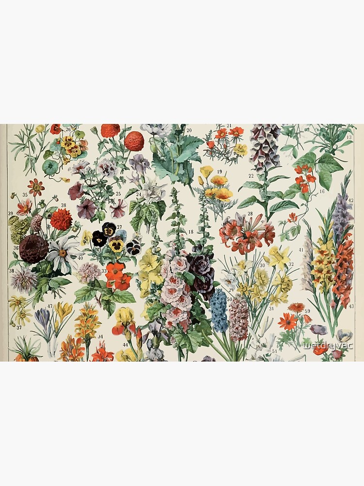 Adolphe Millot fleurs A by wetdryvac