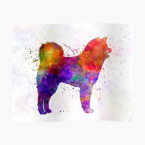 Akita Inu 01 in watercolor Poster