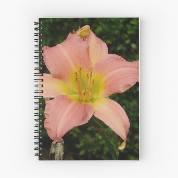 Item preview, Peach Lily designed and sold by Izayo-Darke1.
