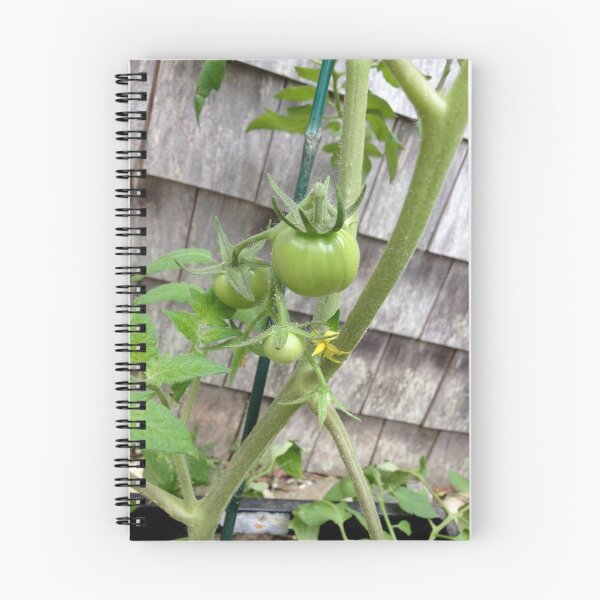 Item preview, Green tomatoes on the vine designed and sold by janawillia.