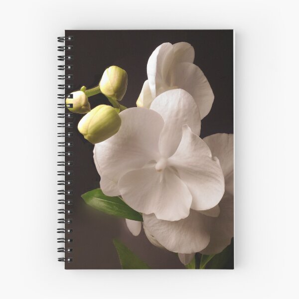 Item preview, White Serenity Phalaenopsis on Dark Brown Background designed and sold by kittenpink.