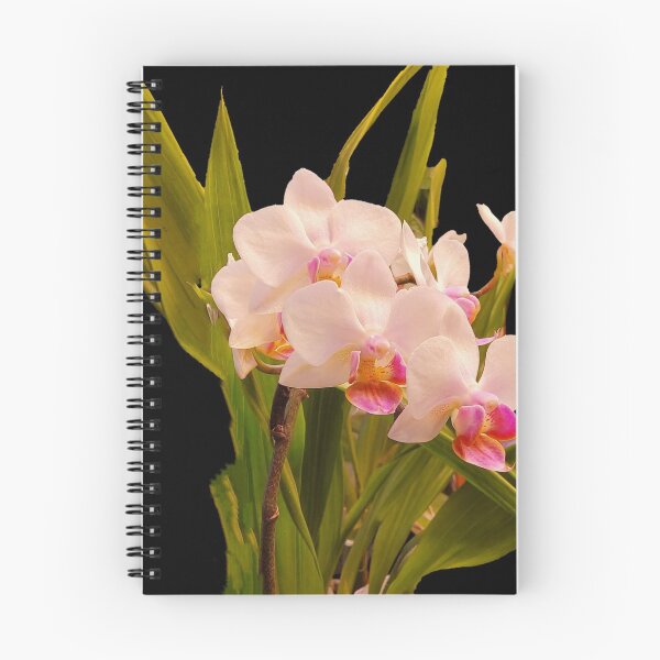 Item preview, Cute Mini White Phalaenopsis Orchid on Black Background designed and sold by kittenpink.