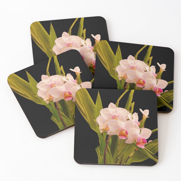 Item preview, Cute Mini White Phalaenopsis Orchid on Black Background designed and sold by kittenpink.
