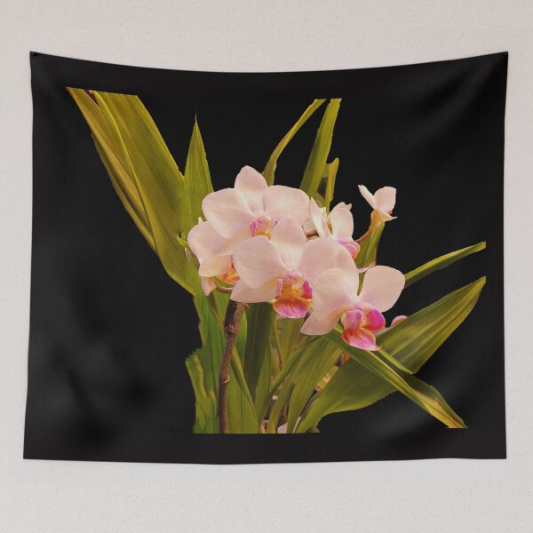 Item preview, Cute Mini White Phalaenopsis Orchid on Black Background designed and sold by kittenpink.