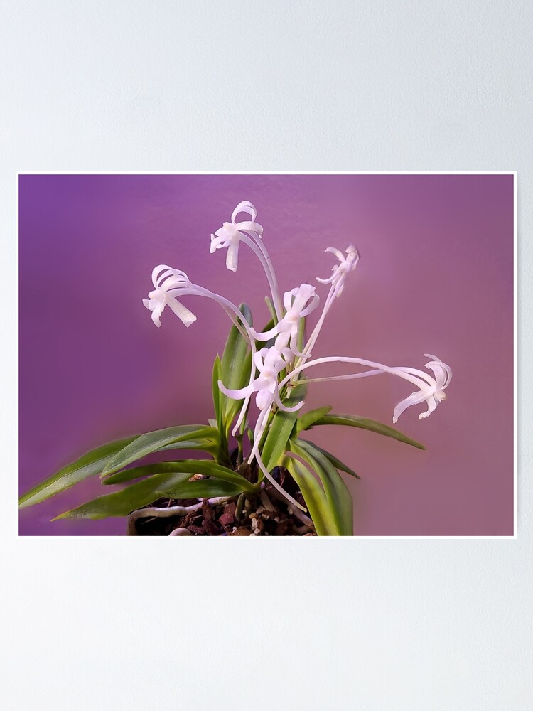 Póster «Neofinetia Falcata fragantes pequeñas orquídeas japonesas blancas  sobre fondo lavanda» de kittenpink | Redbubble