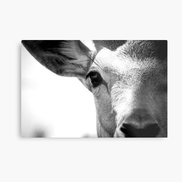 monochrome deer Metallbild