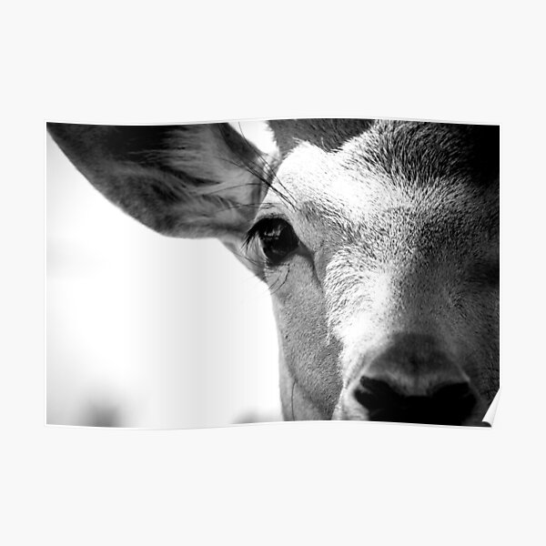 monochrome deer Poster